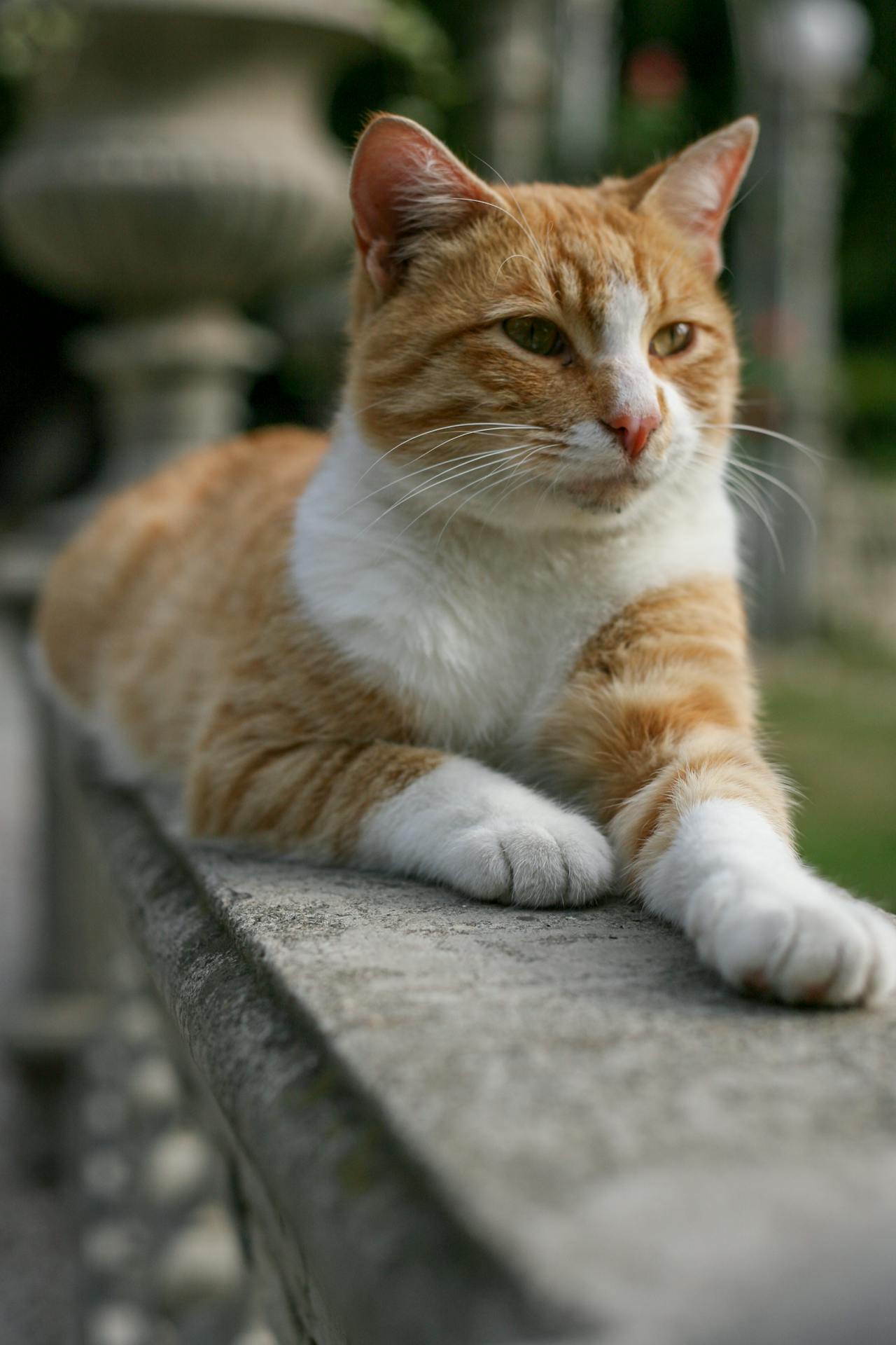 Gatto