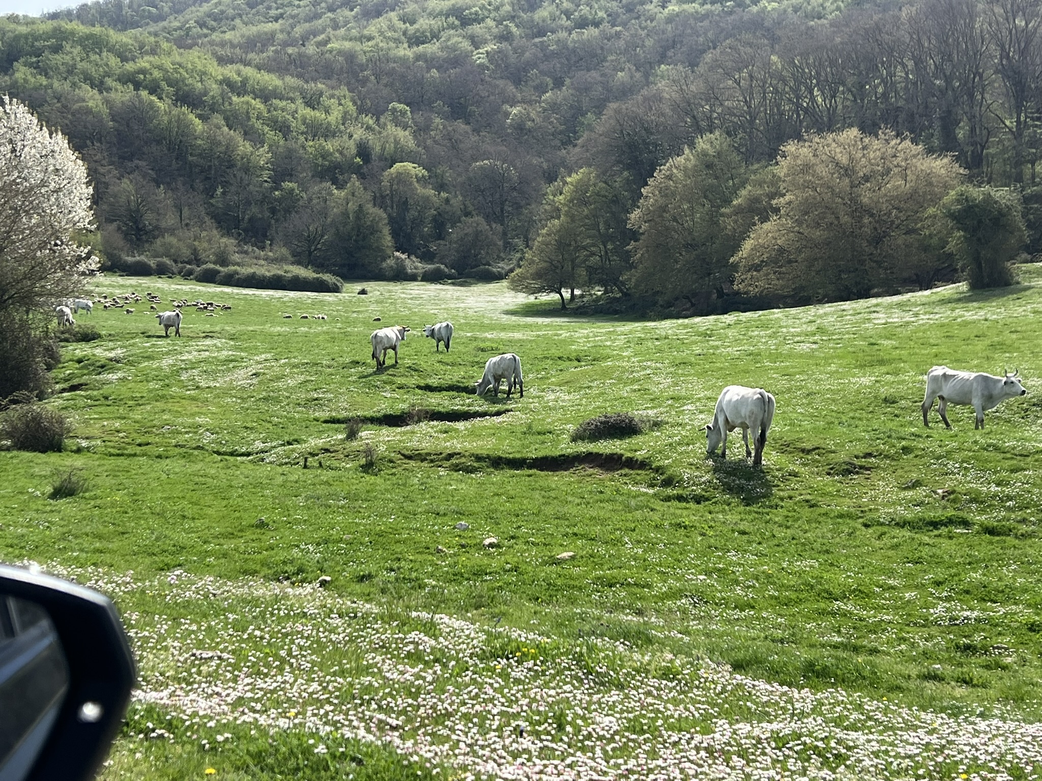 Immagine di copertina